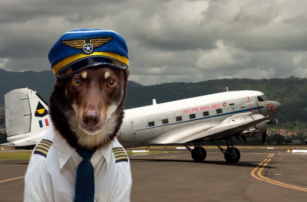 pet friendly airlines