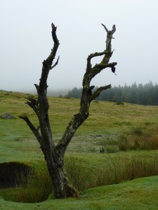 Best Places To Visit In England - Dartmoor