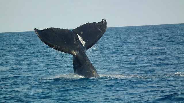 Humpback Tail Abrolhos Humpback Whales