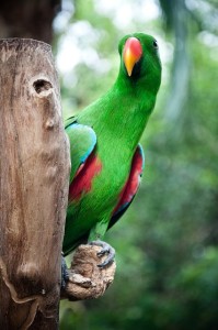 Parrot Macaw Bird Green Pets Cute