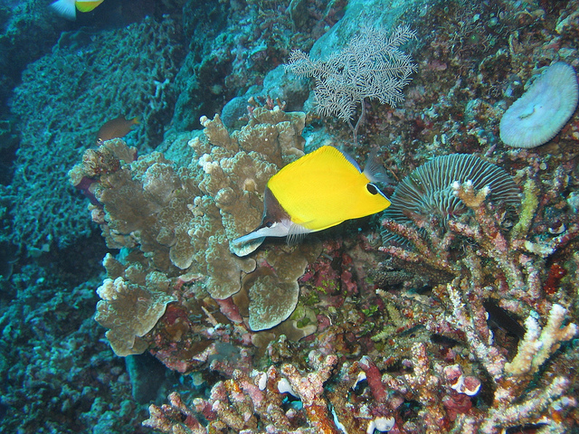 Apo Reef, Occidental Mindoro, Philippine Islands,