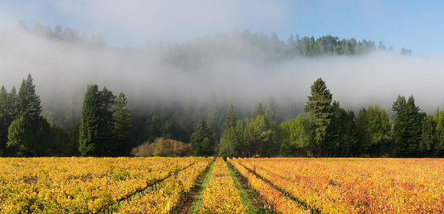 Sonoma Wine Country Vineyard
