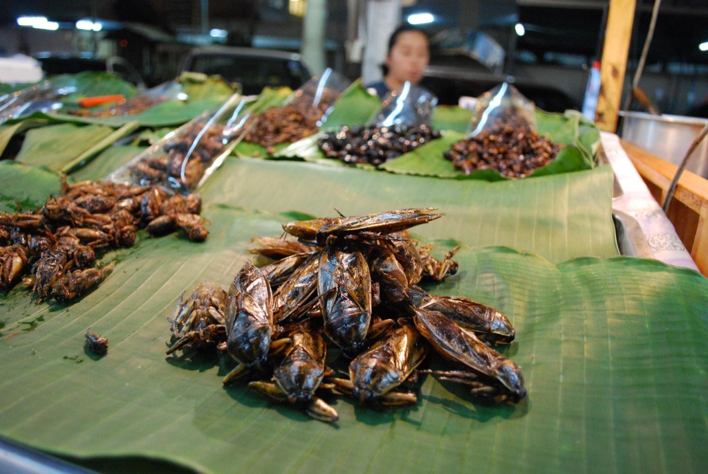 fried water bugs - Thailand