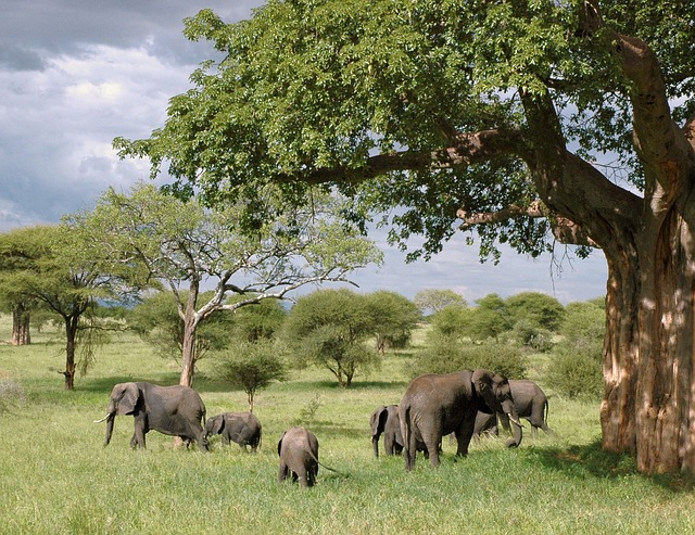 Elephants in Tanzania - Safari Vacation