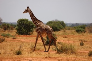 Giraffe - Safari Trip