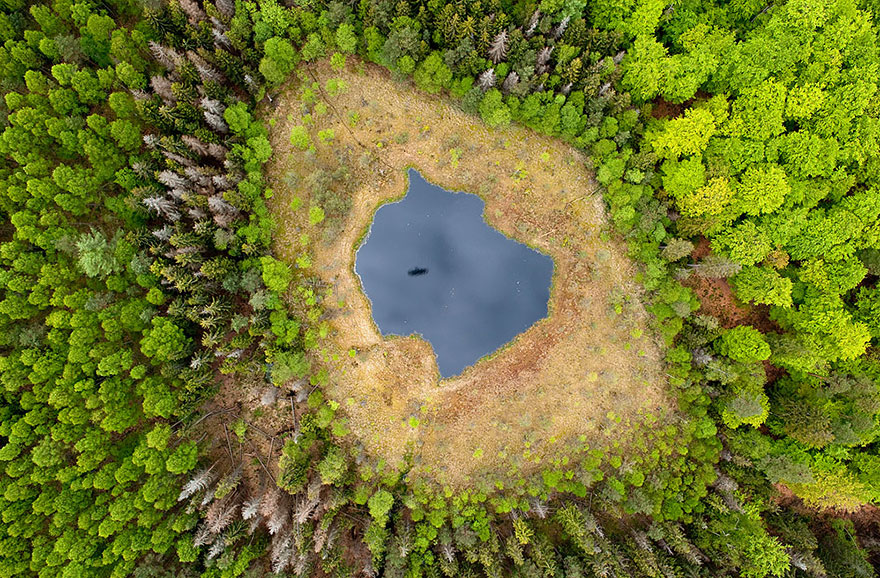 Forest Lake In Poland