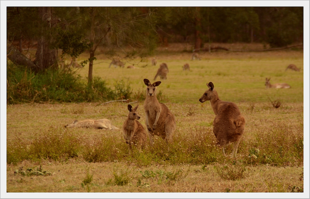 Australia wild life