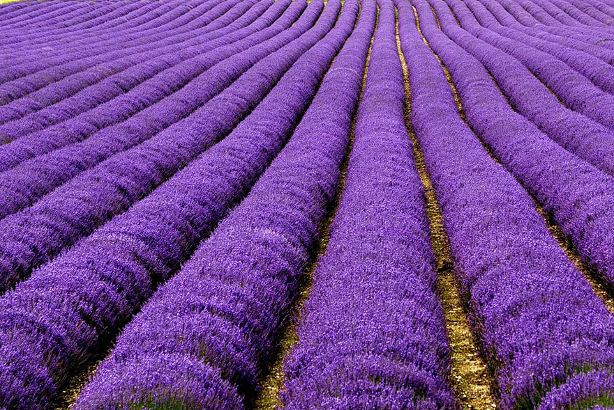Lavender Fields, UK and France