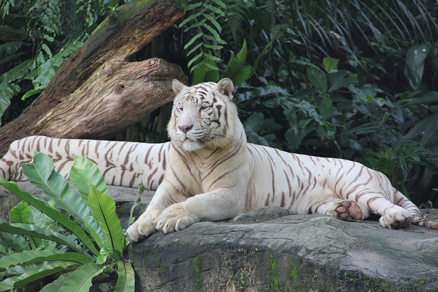 White tiger in Singapore Zoo