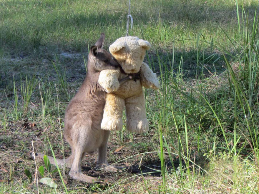 orphaned-kangaroo-teddy-bear-1