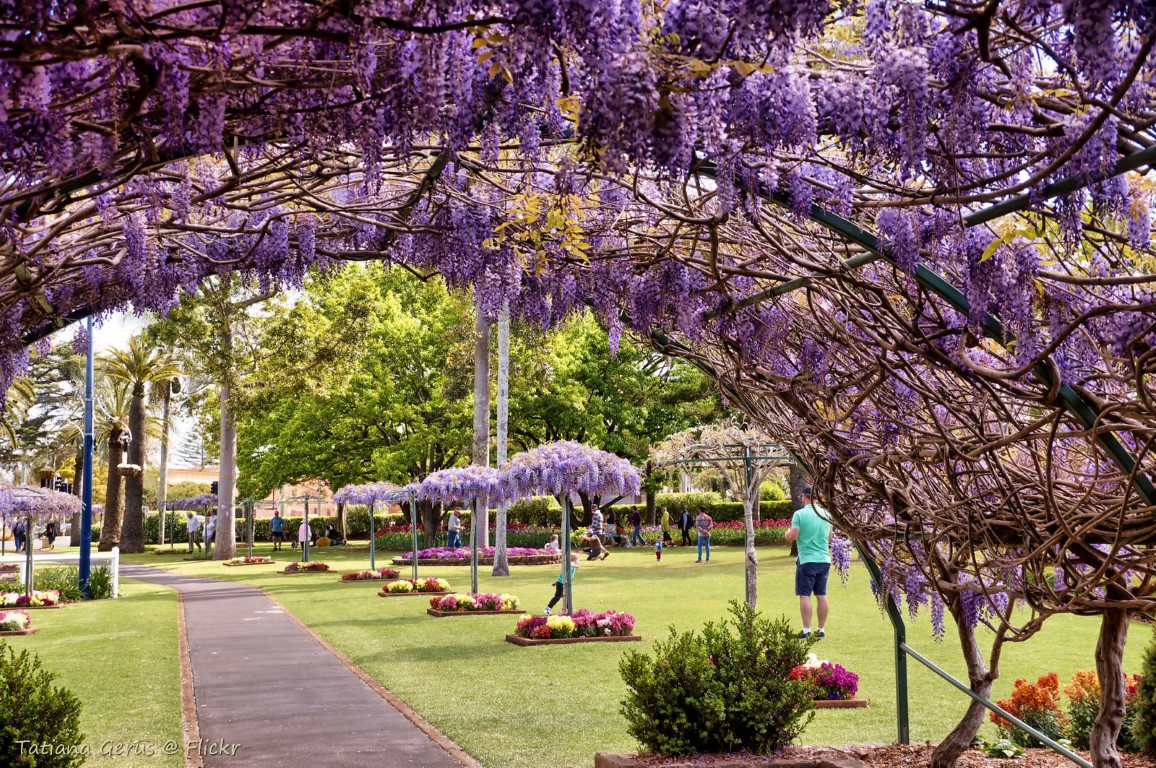 Carnival of Flowers in Toowoomba